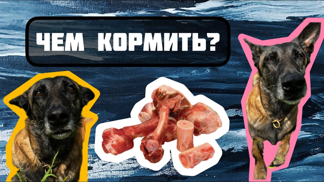 Кормление собаки, как кормить, рацион питания , натуралка, натуральный корм или сухой корм