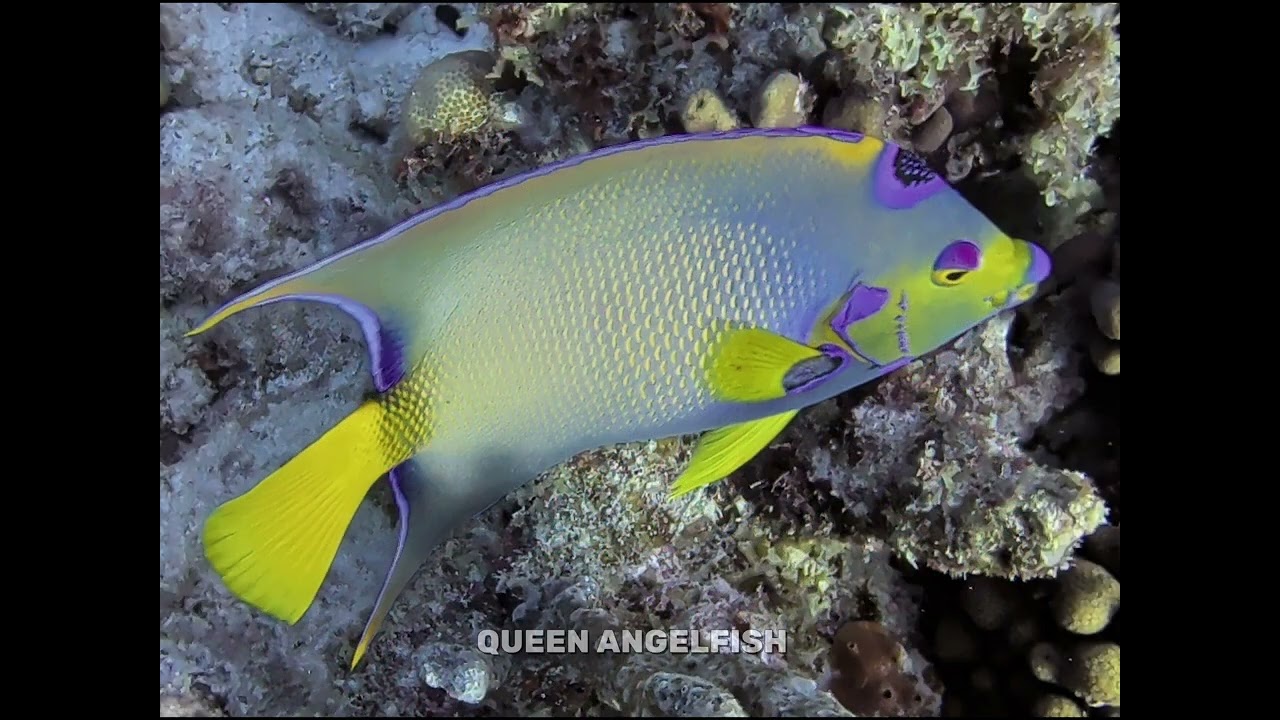 Bonaire 2026
