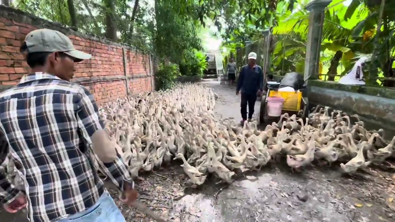 Full Video: Wide, Medium, Close Shots of Ducks Loaded on Trucks, Then Onto Boats for Migration