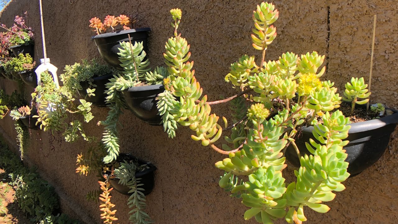 TOP 10 SUCULENTAS de F&Aacute;CIL cultivo