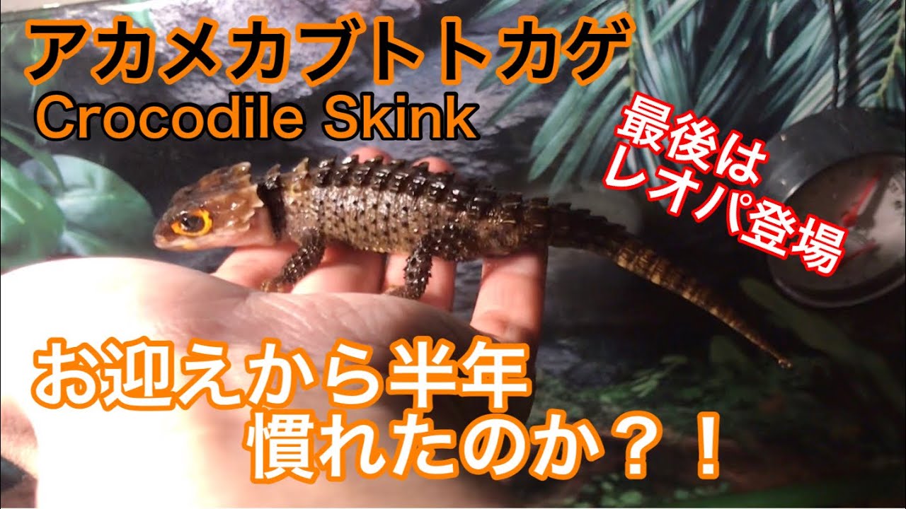 アカメカブトトカゲ  お迎えから半年経過！【トカゲ♯6】Crocodile Skink