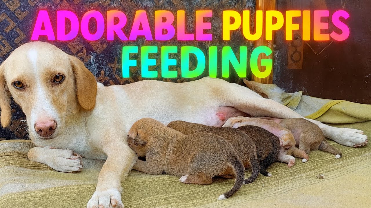 💖 Loving Mother Dog Feeding Her Newborn Puppies 🐶🍼 | Heartwarming Puppy Care & Motherly Love ❤️