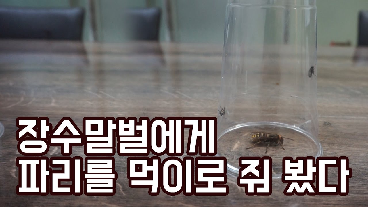 장수말벌에게 똥파리를 먹이로 줘보았다.(목숨을건 장수말벌 채집)-블랙리스트 도깨비