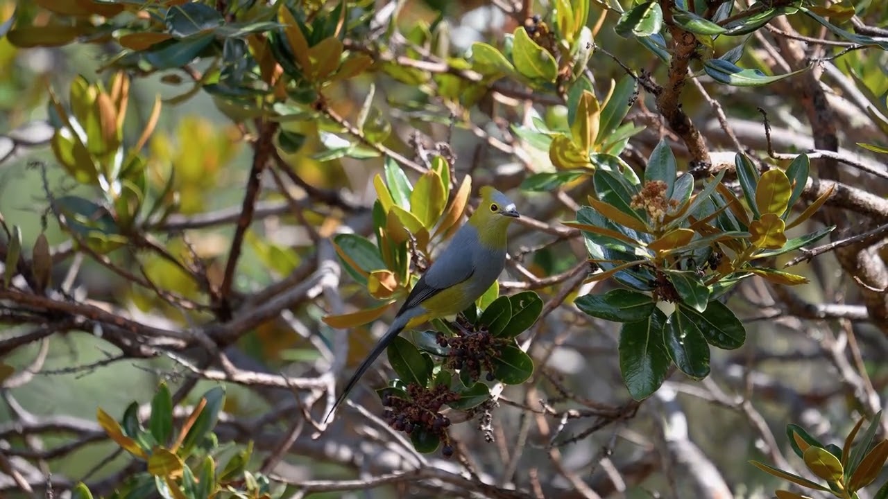 Long tailed Silky flycatcher