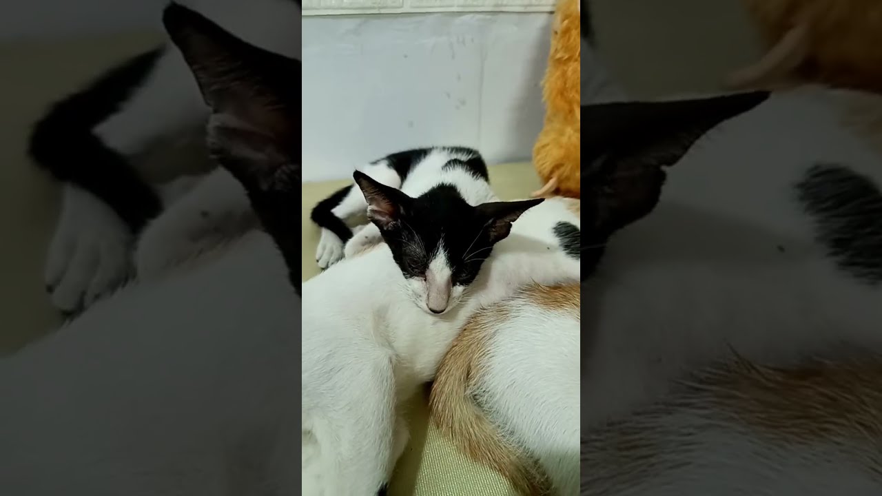 My Cat's Kittens Sleeping like horse #new #cat #newbornkittens #kitten #newbornpets #cute #mothercat