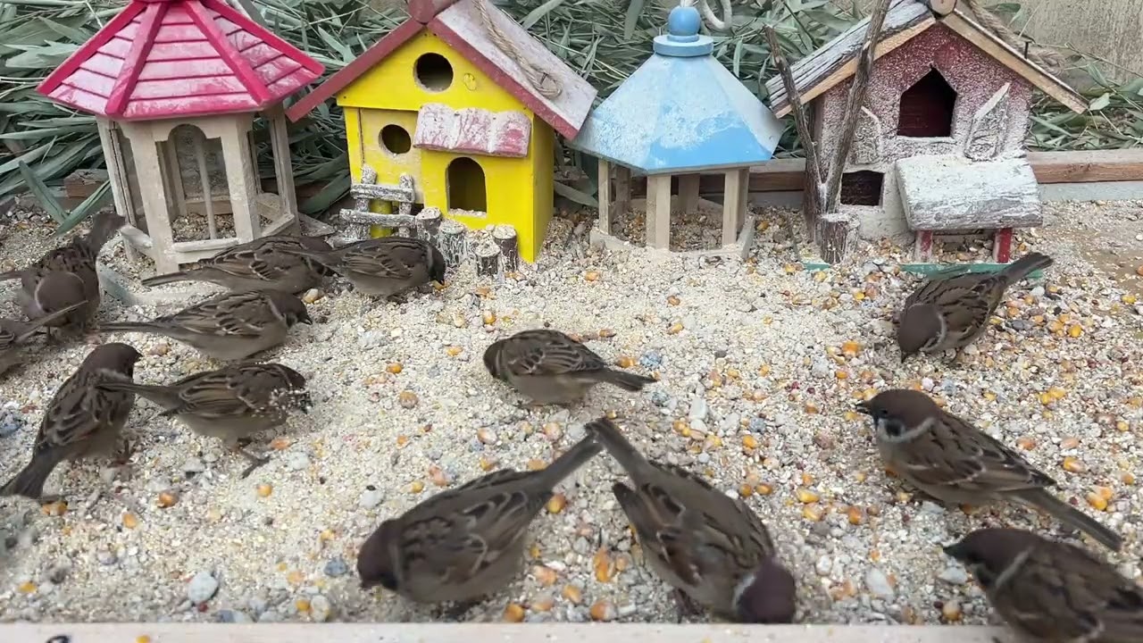 A Handful of Rice, and the Sparrows Came 🐦 | Pure Nature Healing-P260213