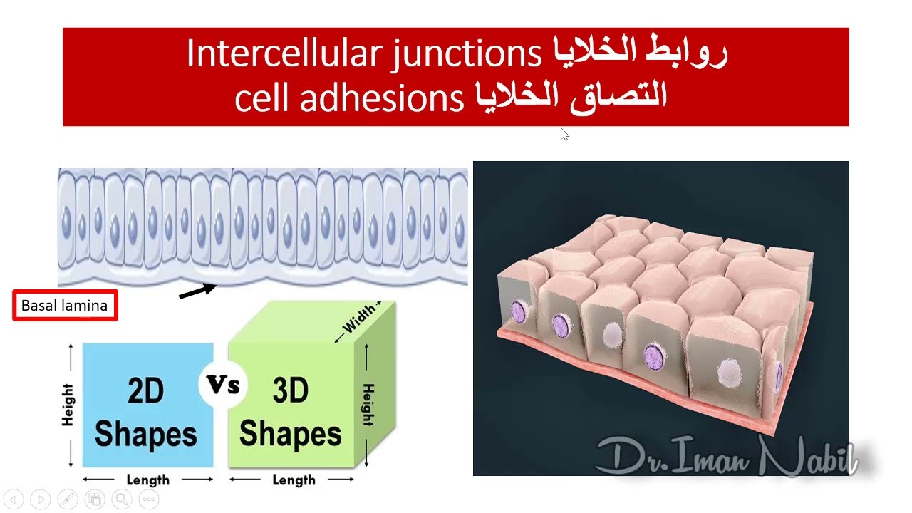 4c-Summary of Intercellular junctions with animations