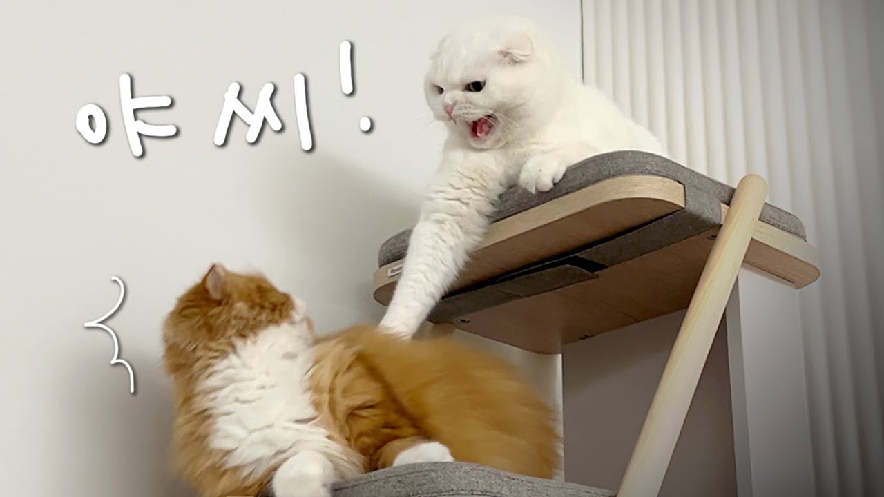 합사 이후에 처음하는 하악질ㅋㅋㅋㅋㅋㅋㅋㅋㅋㅋ