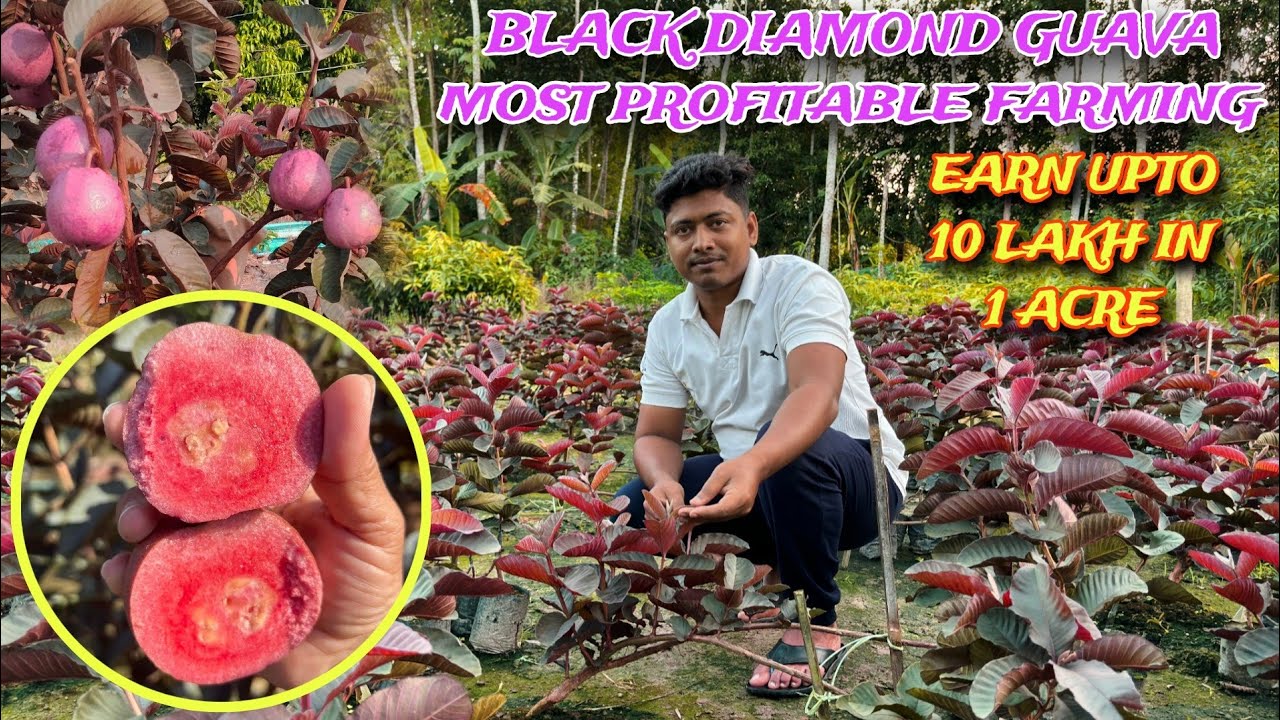 Black Diamond Guava Farming/ Red Ayothaya Guava / Red Diamond Guava/ Thai Fruit Plant Nursery
