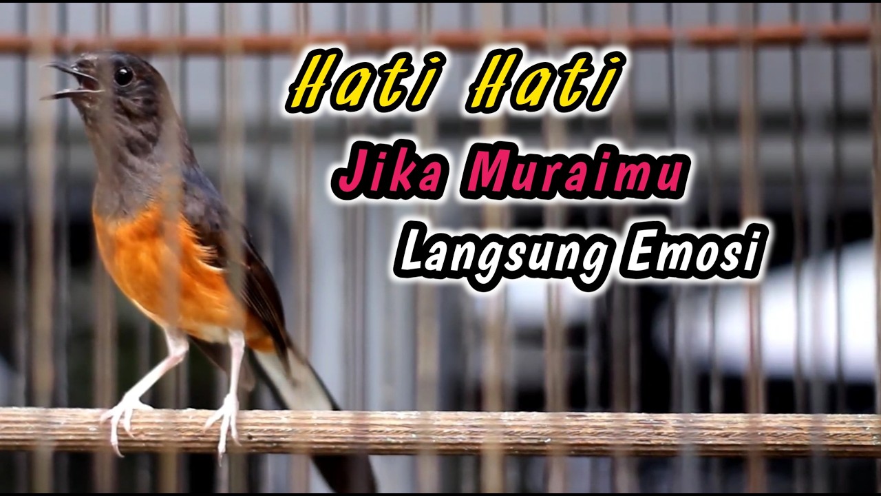 99% LANGSUNG RESPON EMOSI‼️SEKALI DENGAR SEMUA MURAI JANTAN LANGSUNG NGAMUK GACOR NEMBAK SEKETIKA