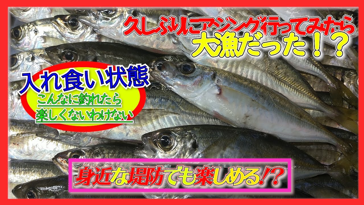 【堤防アジング】久しぶりにアジング行ったら入れ食い大漁だった！？【ターロのアジング日記＃１】