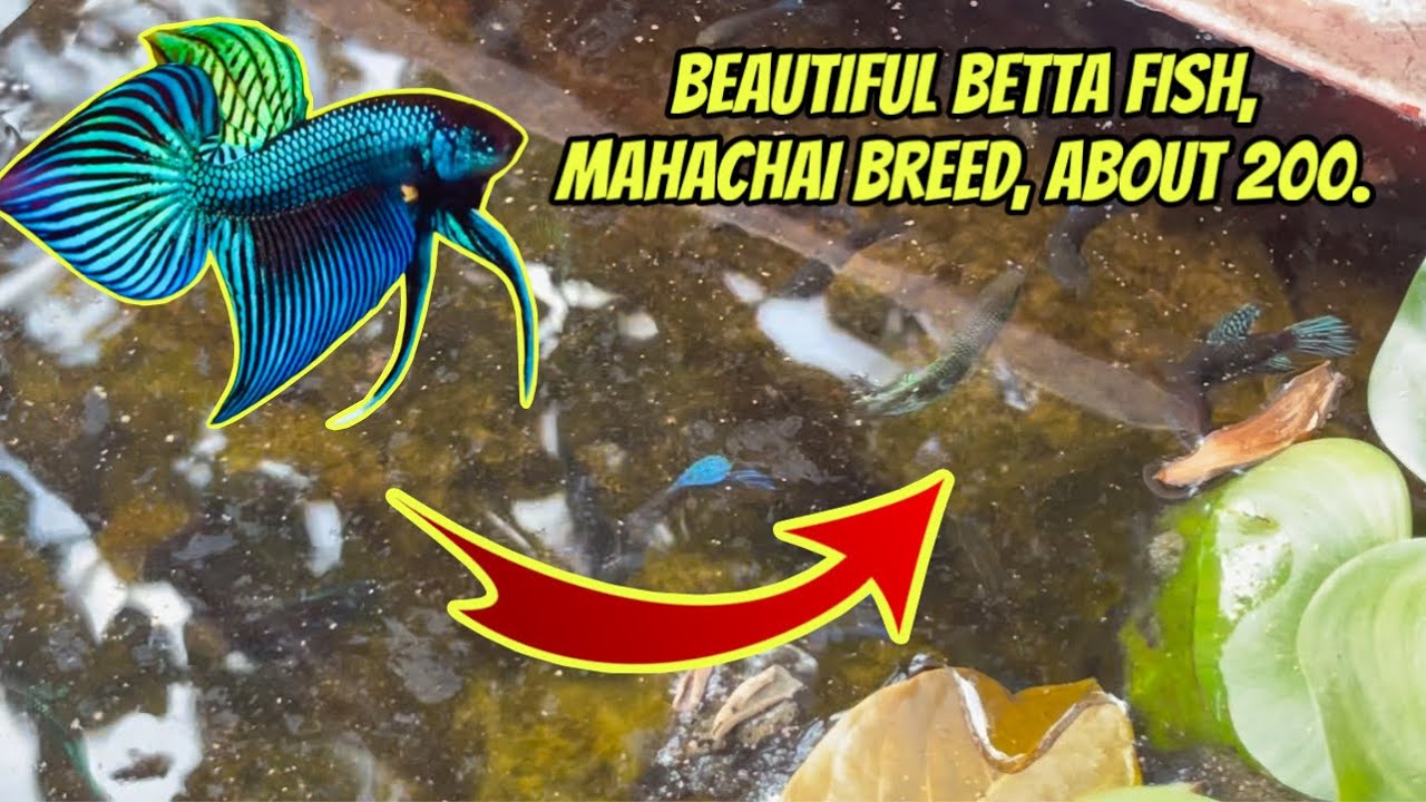 Beautiful betta fish, Maha Chai breed