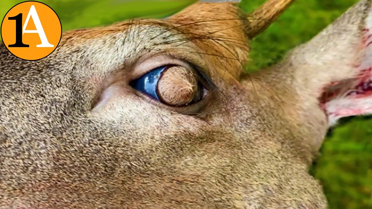 Behaartes Auge vom Reh und andere seltene Mutationen bei Tieren
