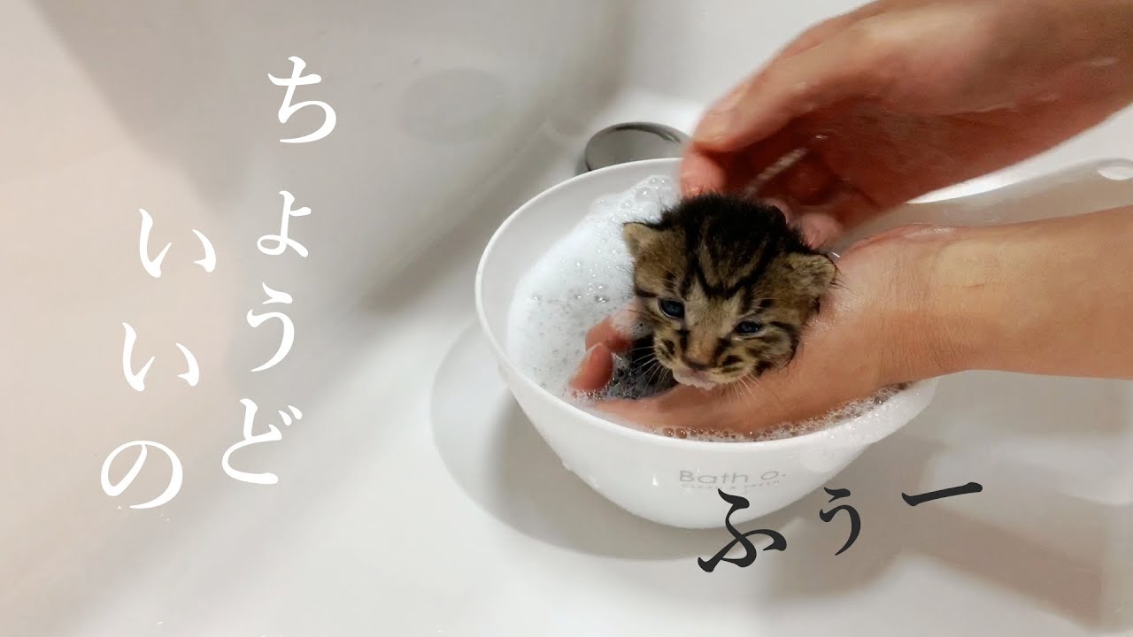 はじめてのシャンプー。洗ったらすごく汚れていた？！ちょーどいい湯船でゆっくり？！★1日目〈保護猫〉～Kitten growth record～