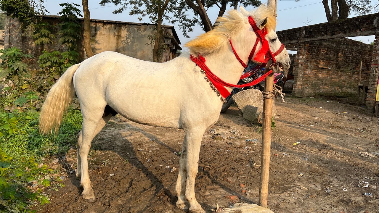মাত্র ১০ হাজার টাকায় ঘোড়া কিনুন। ঘোড়ার খামার থেকে বিভিন্ন জাতের ঘোড়ার দাম জানুন horse price