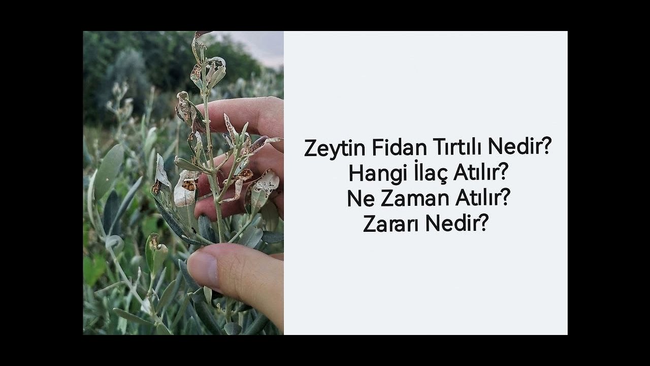 Zeytin Fidan Tırtılı Nedir? Nasıl Zarar Verir? Hangi İlacı Ne Zaman Kullanmalıyım?