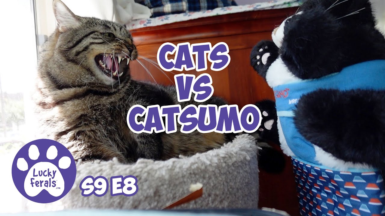 Кошки против Кацумо, расчесывание Голди и Ринго - Lucky Ferals Cat Vlog S9 E8