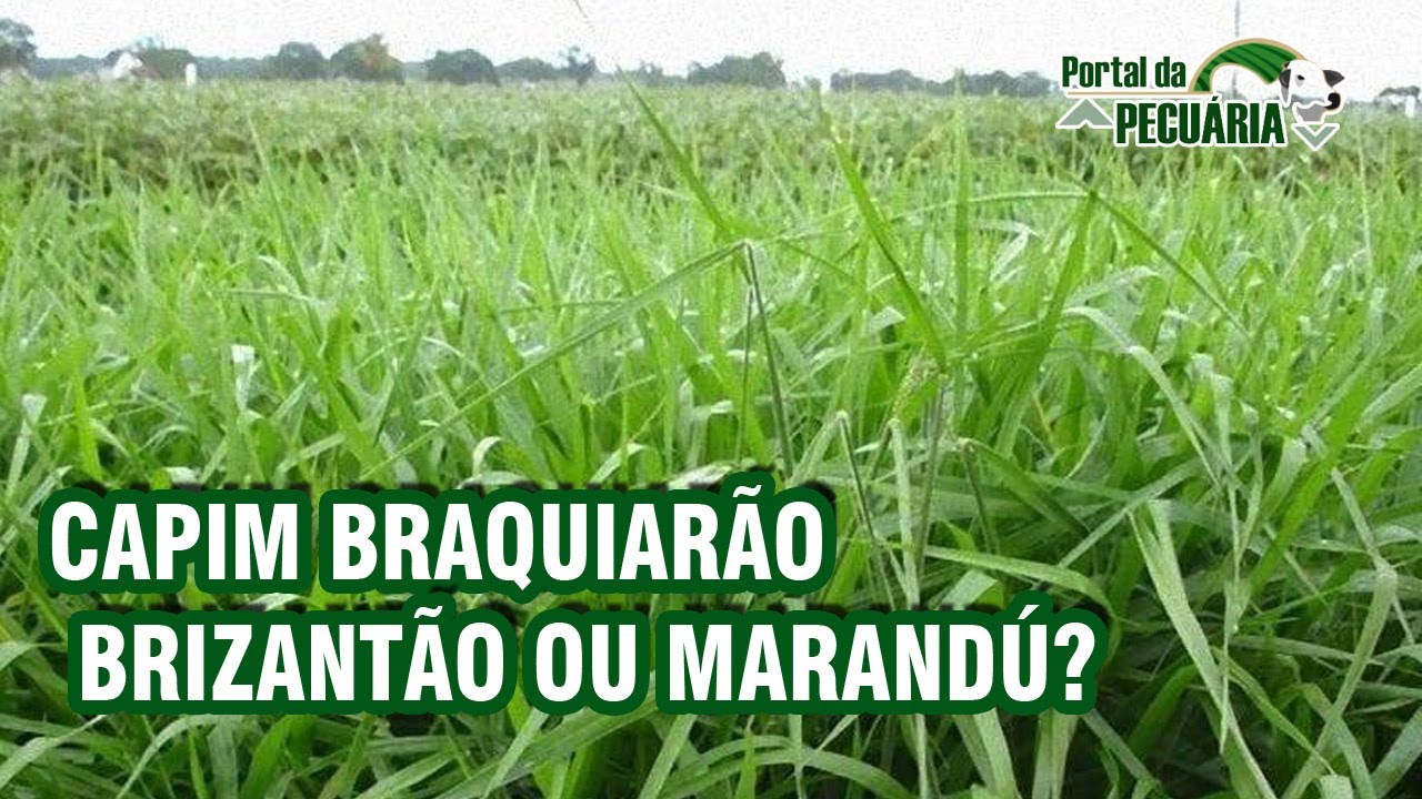 Capim Braquiarão - Brizantão ou Marandú