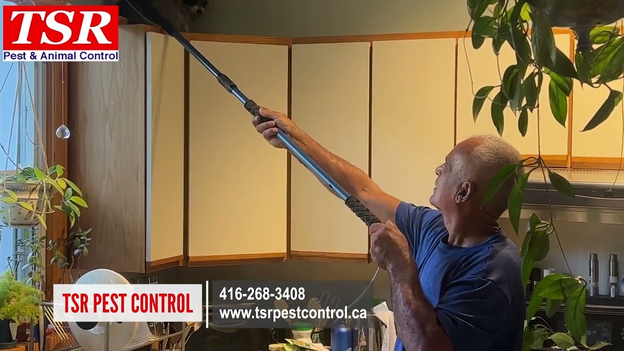 A  typical day in the life of a pest control and wildlife removal technician in Toronto Canada