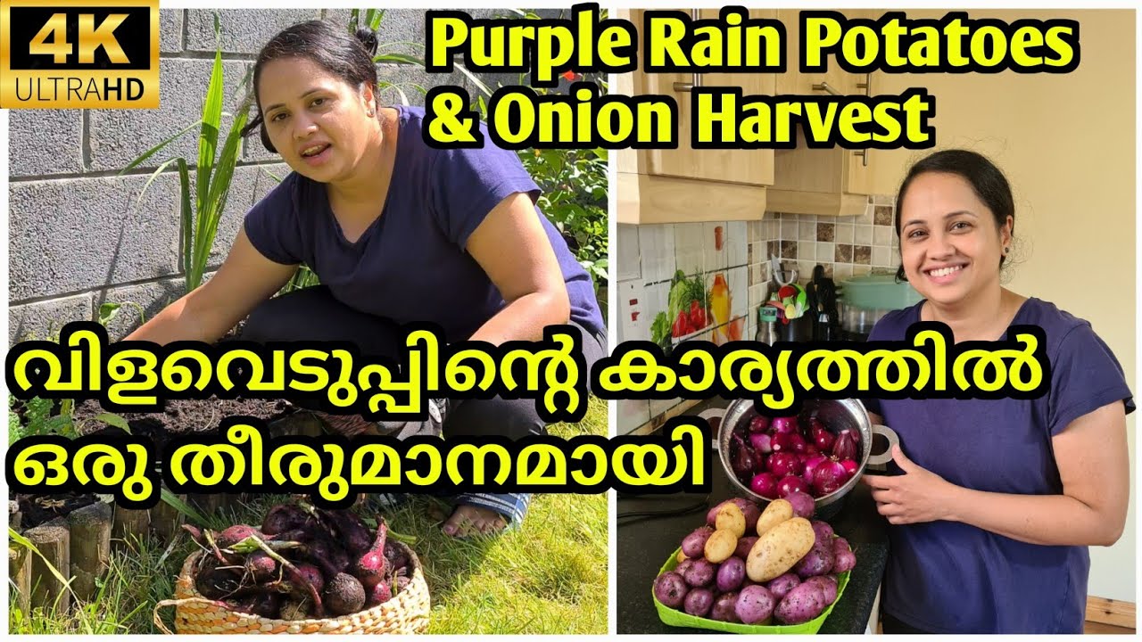 Kitchen Garden/ Ireland Malayalam Vlog/Life in Ireland/Vegetable Harvest/Garden Tour/Organic Farming
