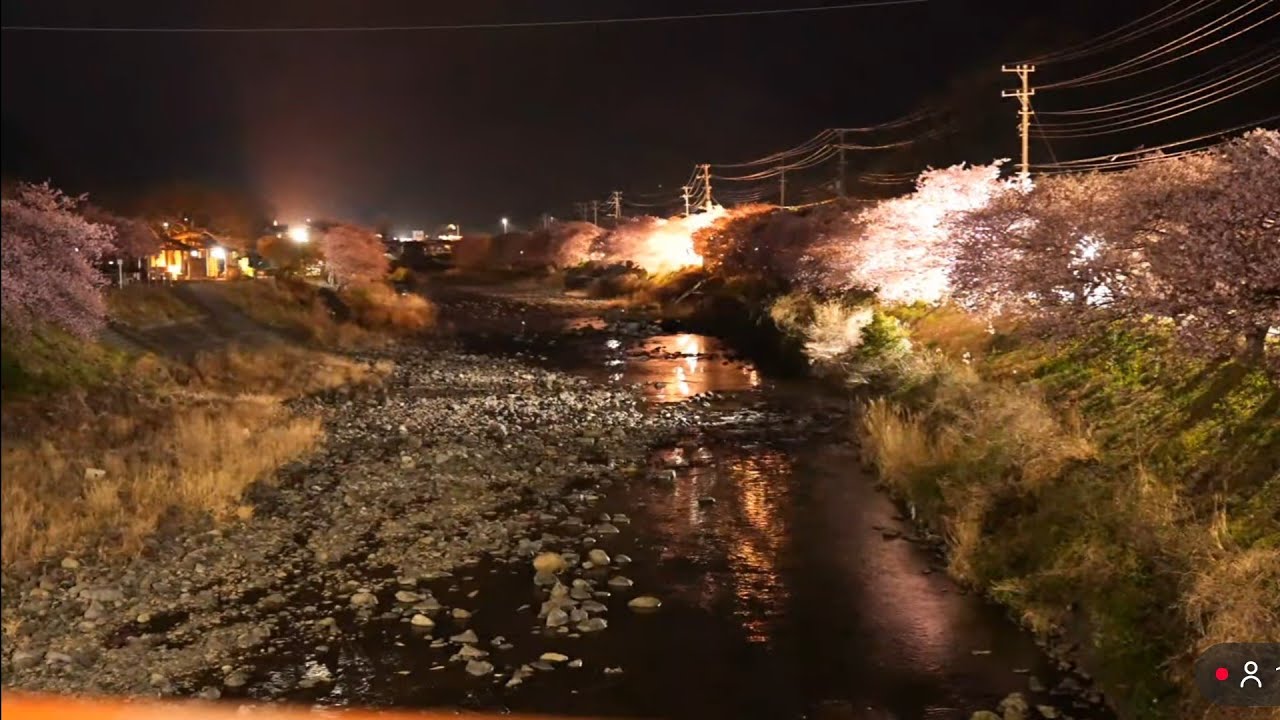 河津桜　夜桜ライブ配信