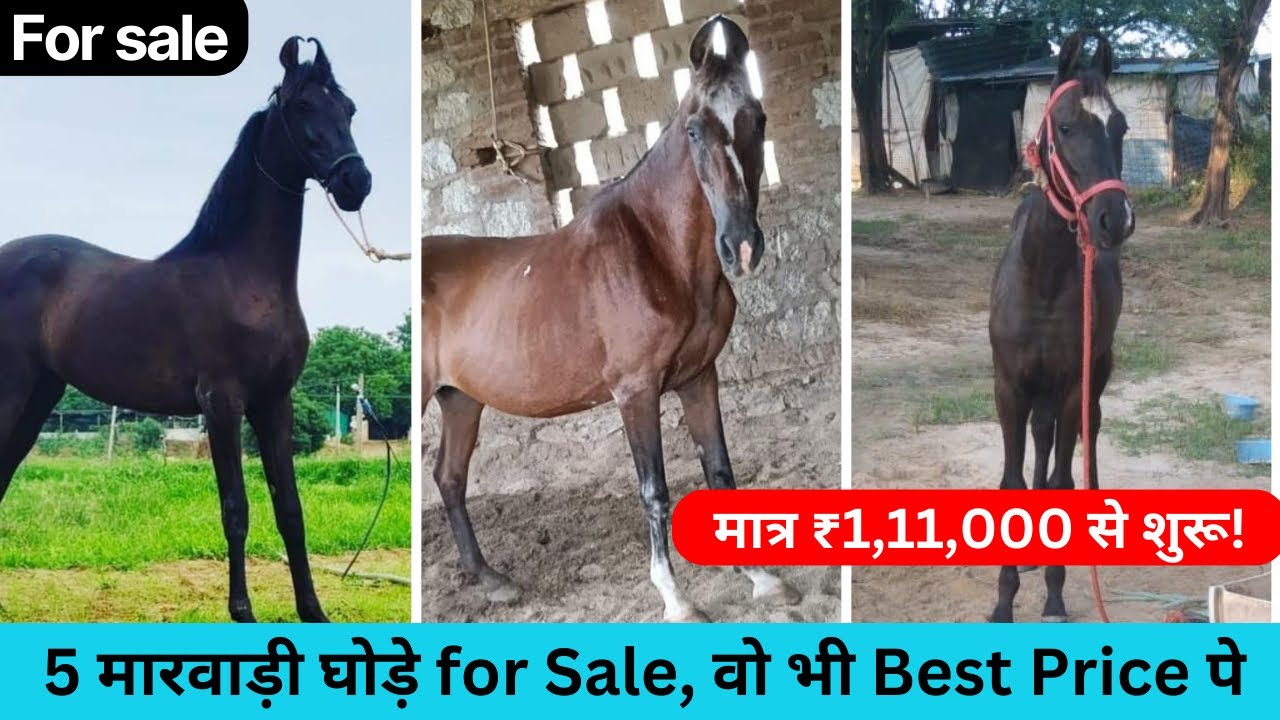 5 मारवाड़ी घोड़े sell हेतु – वो भी Best Price में!