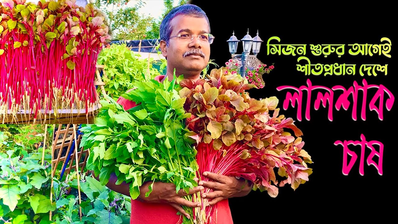 বীজ থেকে লালশাক চাষ শীতপ্রধান দেশে ইউকেতে সিজন শুরুর আগেই How To Grow Superfood Red Amaranth