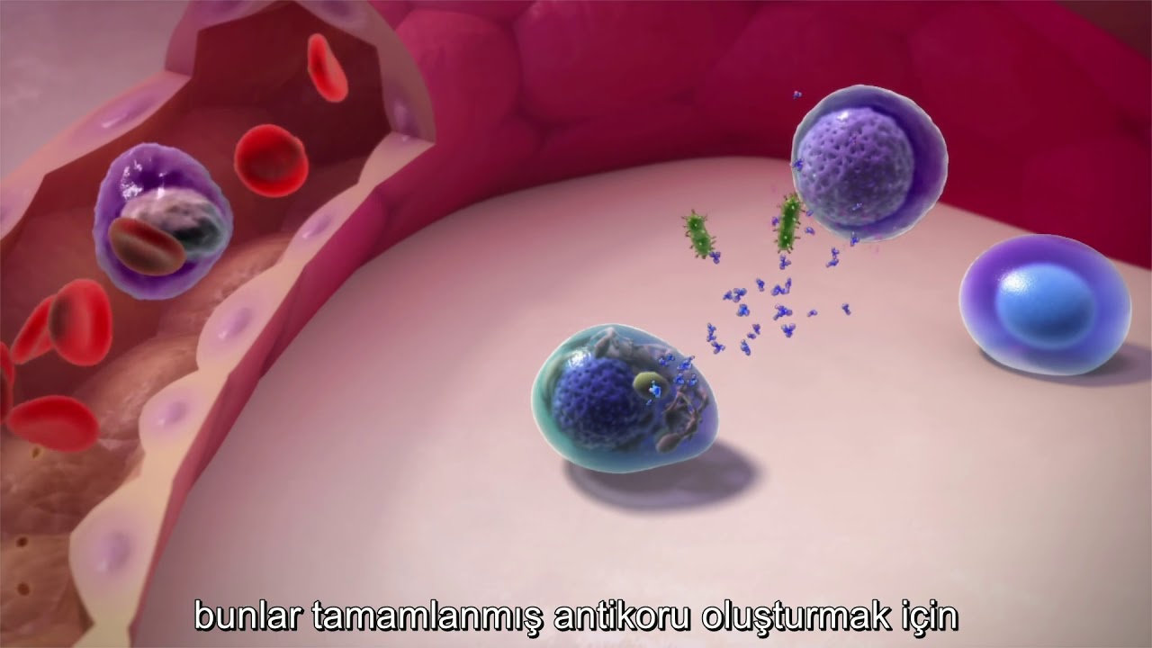 Al Amiloidoz Nedir? (T&uuml;rk&ccedil;e Altyazılı)