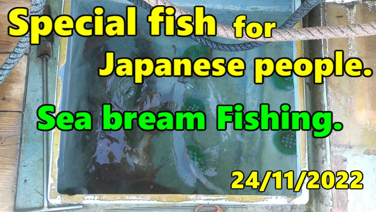 [Special fish  for Japanese people]24/11/2022[Sea bream Fishing.]