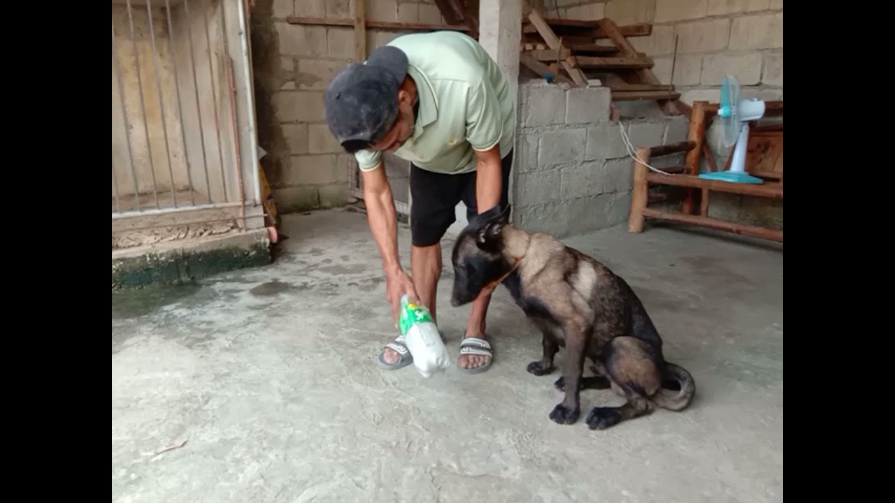 vlog #3 namin kay Bamboo owner trainor k9 belgian malinois