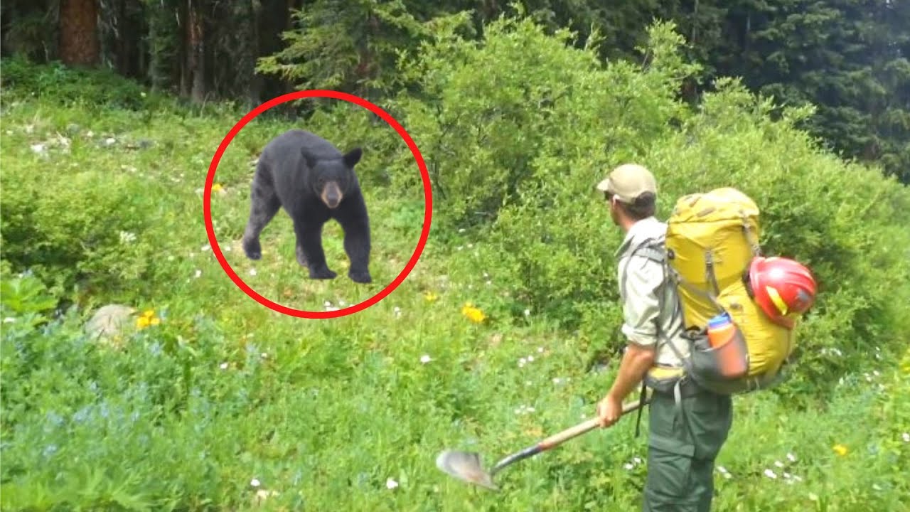 6 Rencontres Terrifiantes avec un Ours