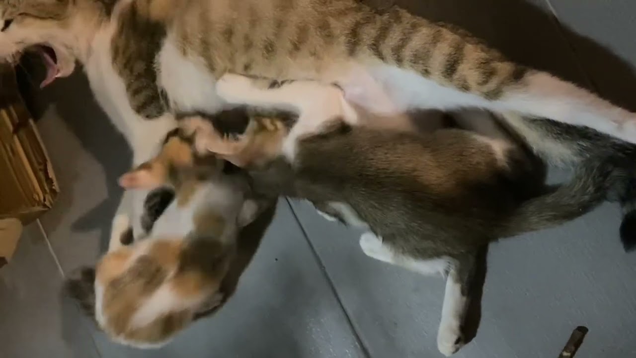 The Last Moments of Mama Cat with All Her Kitties Together 💔🐾