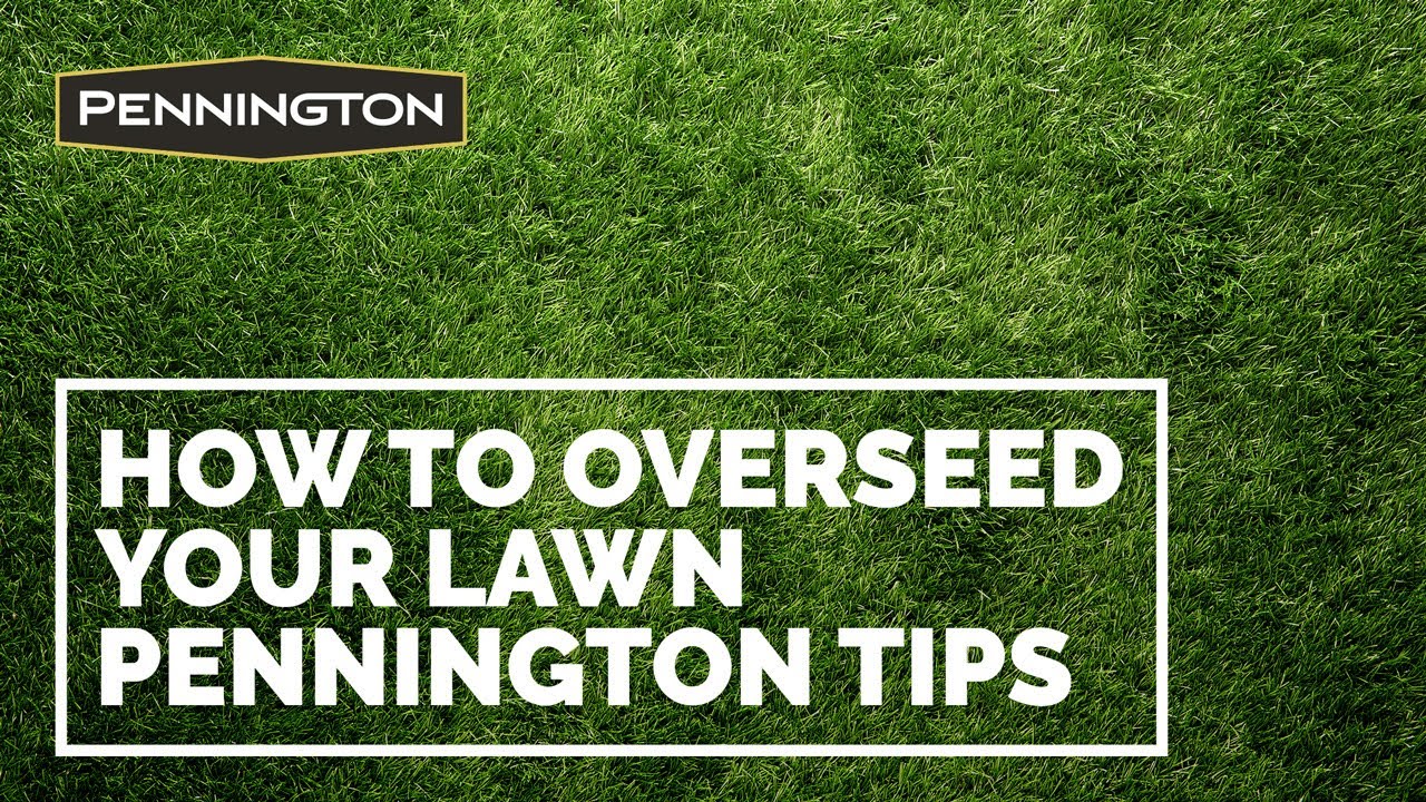 How to Overseed your Lawn - Tips from Pennington for Seeding