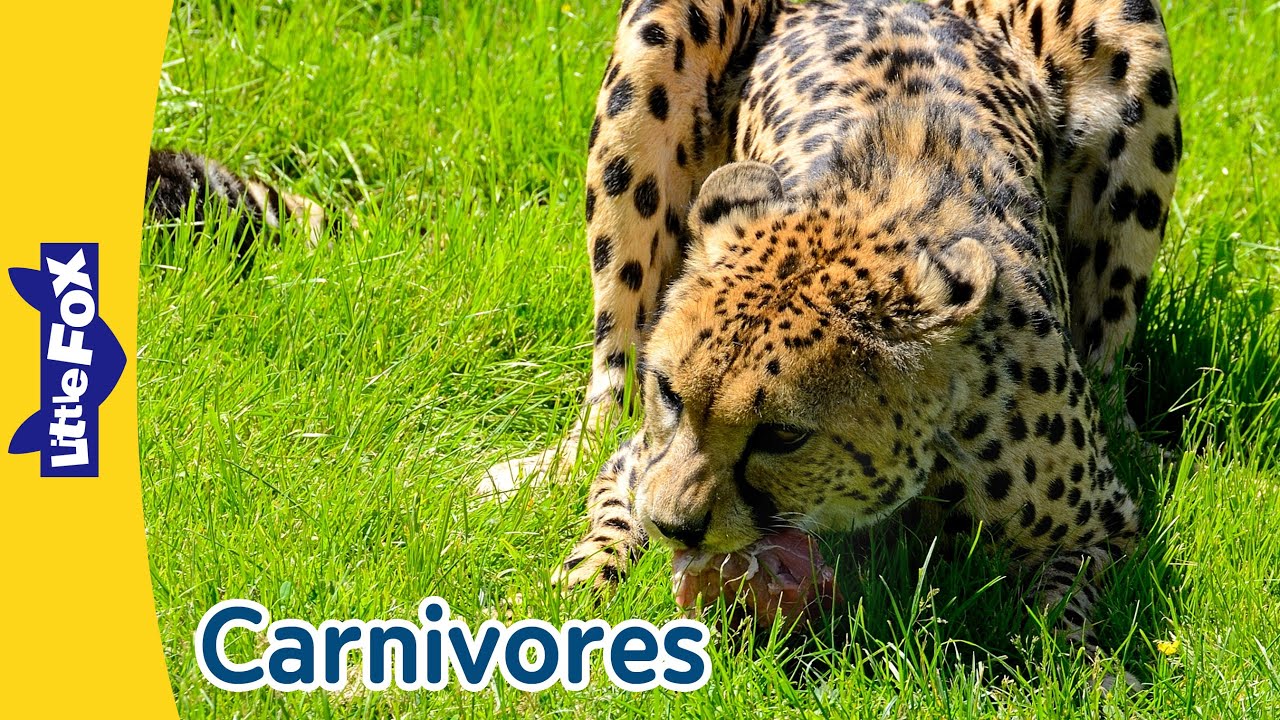 Meat-Eating Animals | Great White, Nile Crocodil, Cheetah and More l | Little Fox