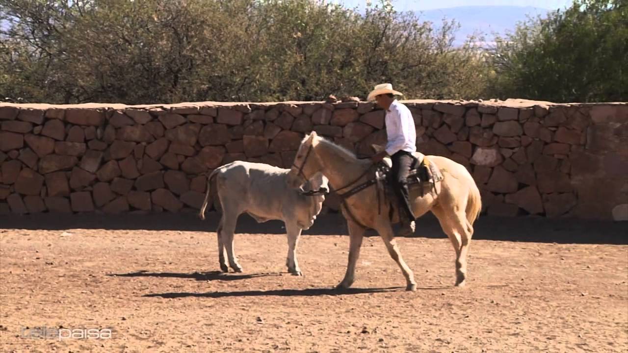 Tecnicas para Hacer un Caballo Coleador 2