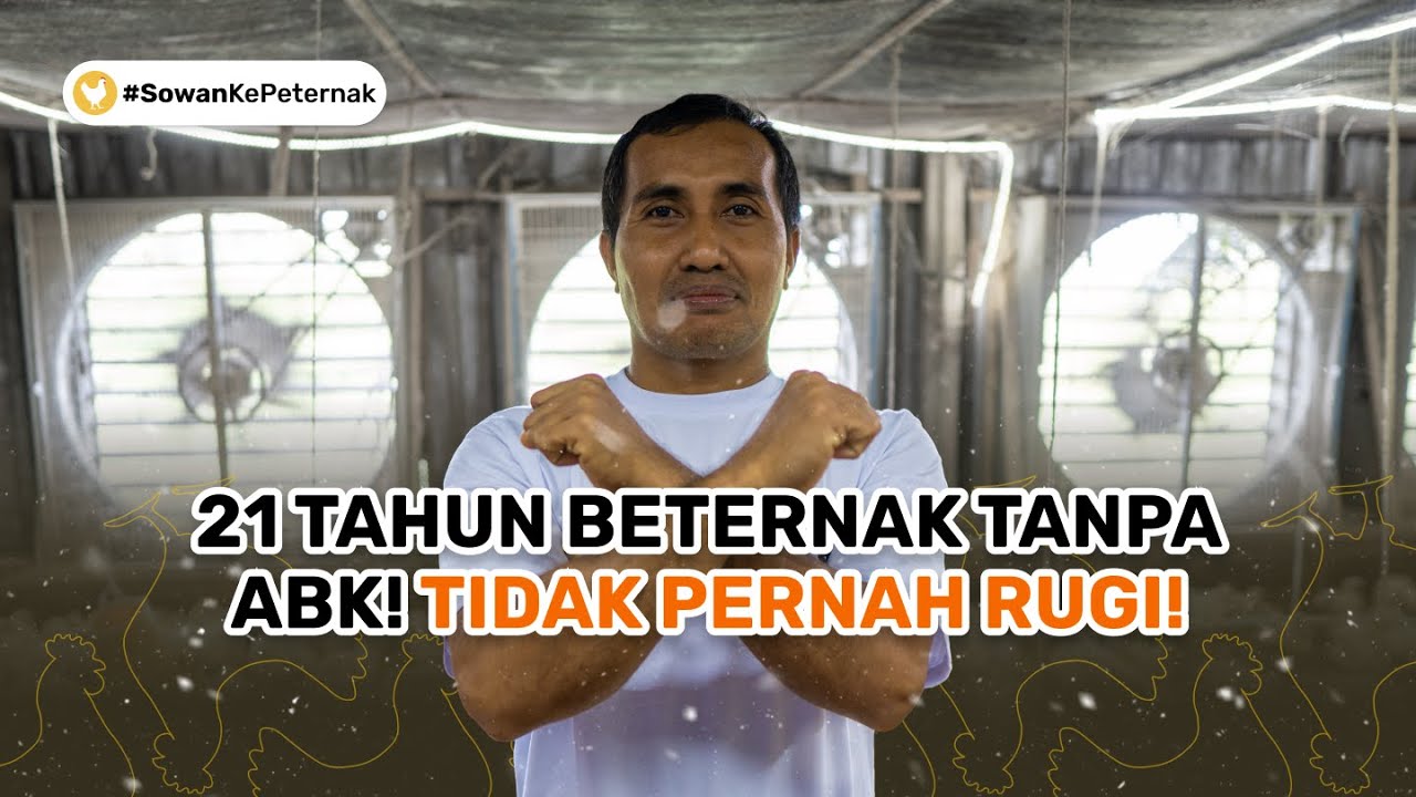 Tidak Pernah Rugi! Kisah Sukses Peternak Lombok, 21 Tahun Beternak Ayam Broiler Tanpa ABK