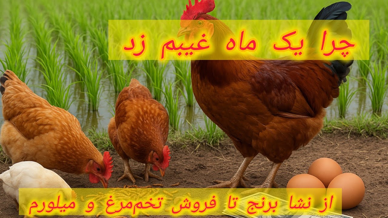نشا برنج + فروش خروس، تخم‌مرغ و میلورم | چرا یه ماه نبودم؟