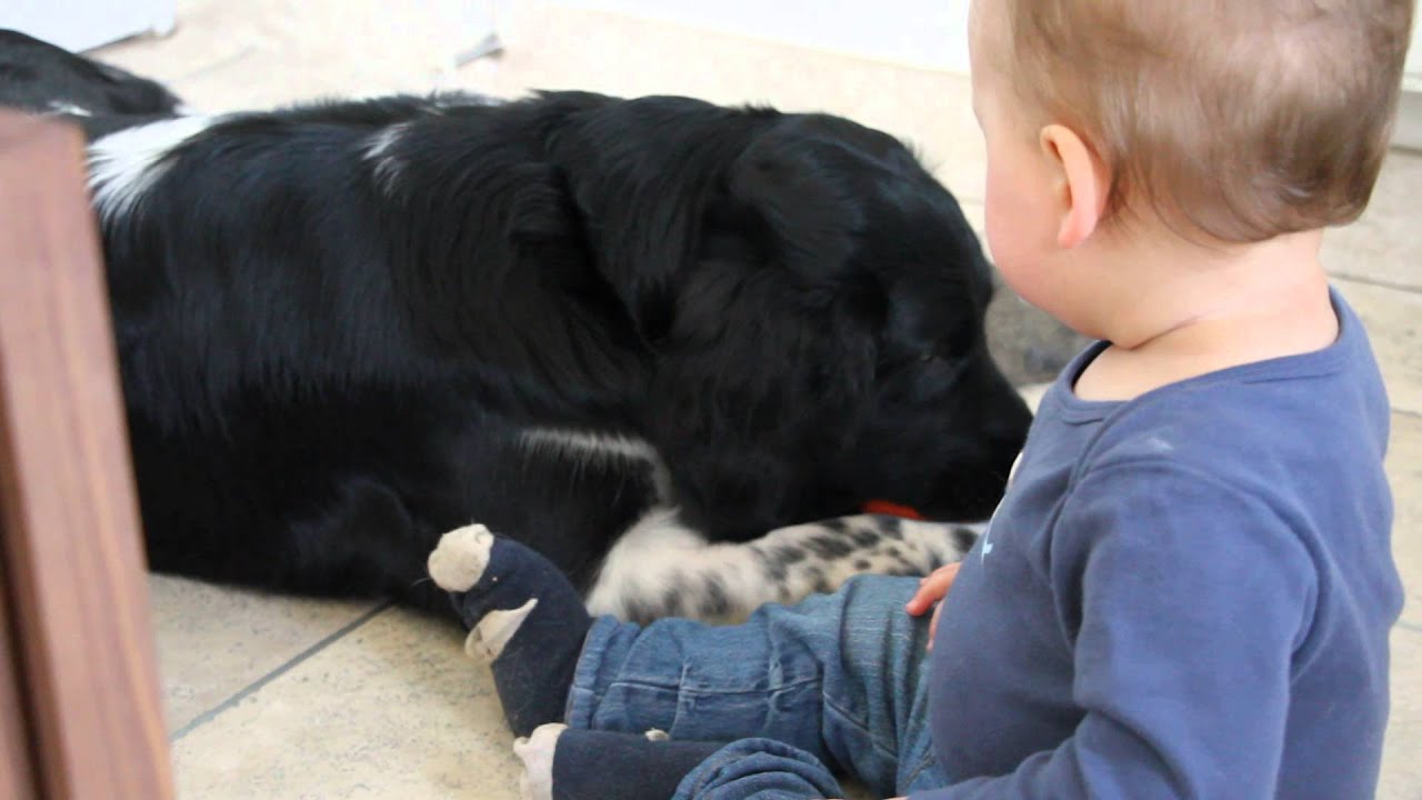 A boy and his Stabyhoun