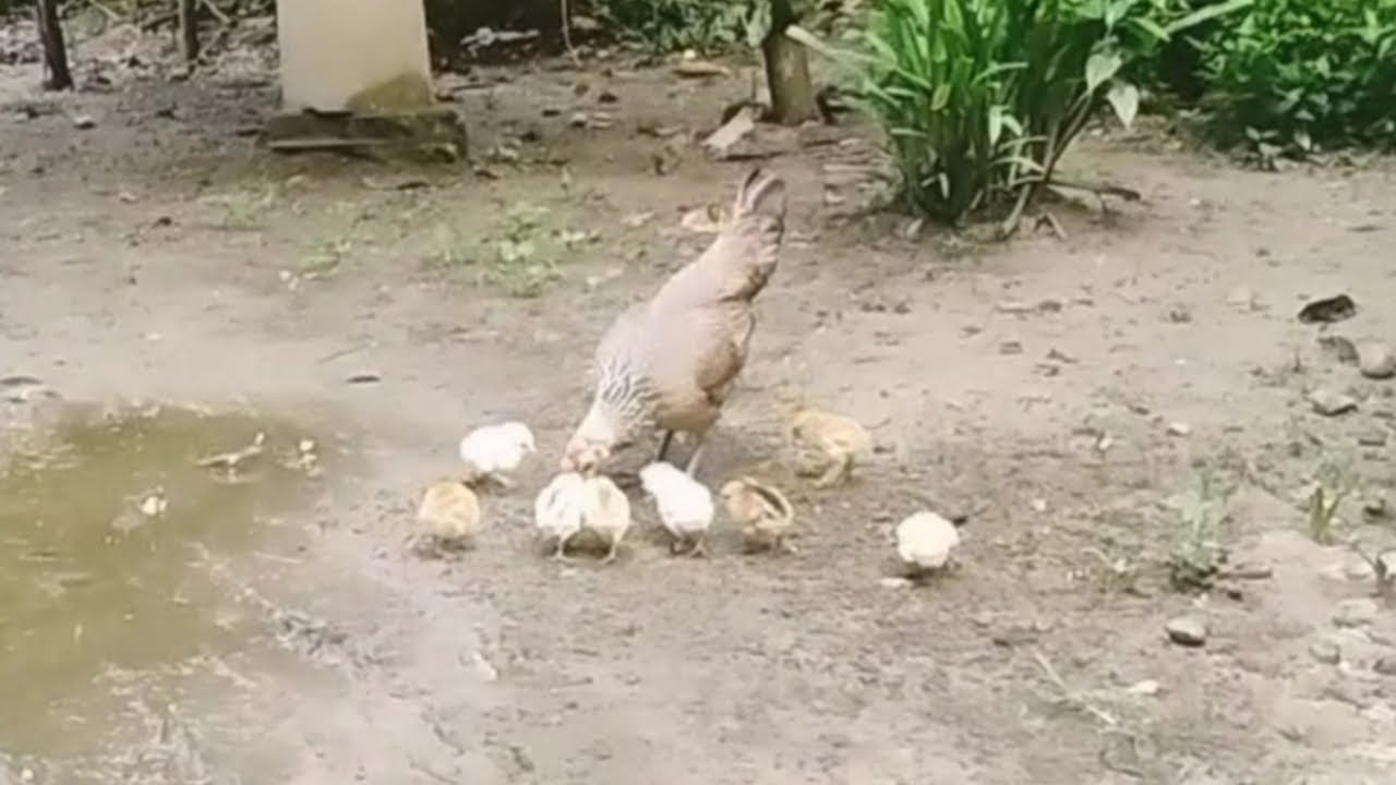 Induk dan Anak ayam saat mencari makan