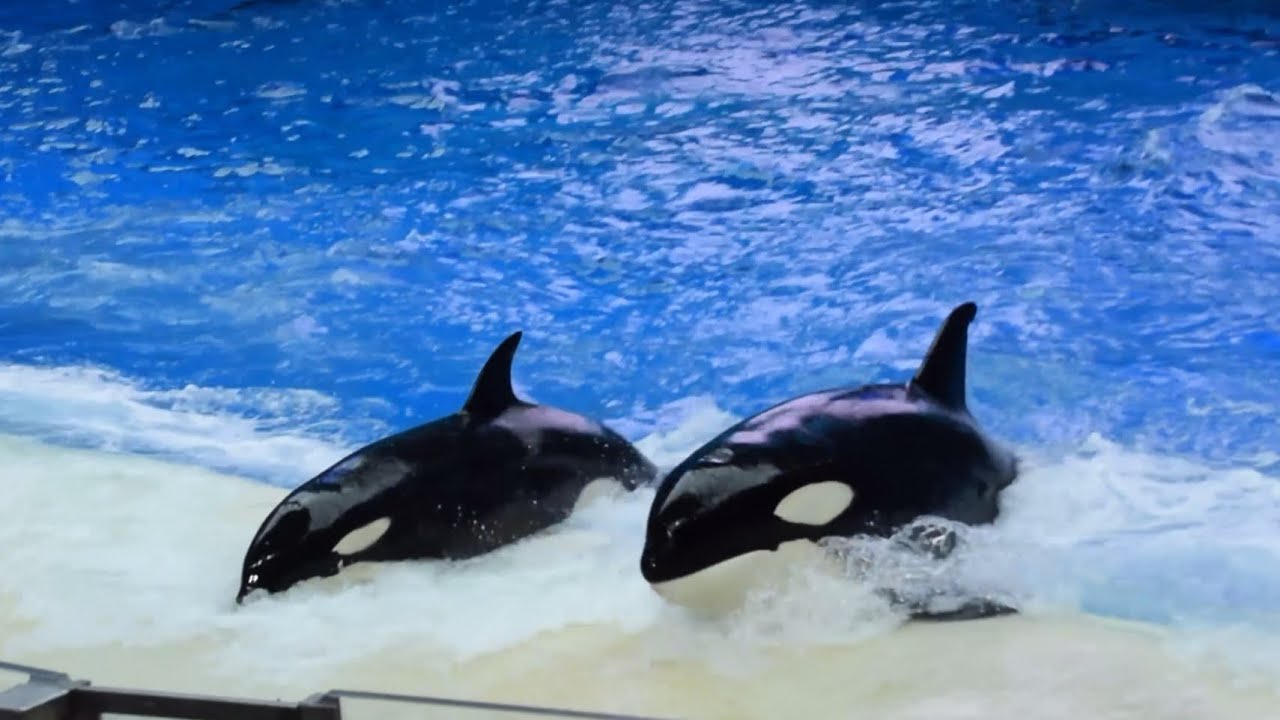 Orcas at Chimelong Spaceship (Zhuhai, China) play in the wave machine before the show Dec 2, 2023