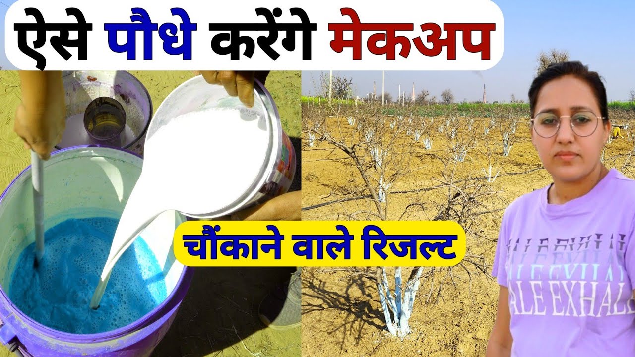 वाह😃 बोर्डो पेस्ट से कमाल की खेती | copper sulphate uses in agriculture | Bordo mixture | bordo pest
