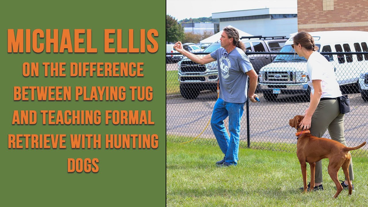 Michael Ellis  on The difference between Playing Tug and Teaching Formal Retrieve with Hunting Dogs