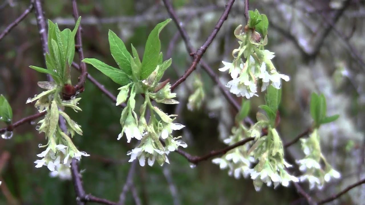 John Denver Late Winter Early Spring Music Video