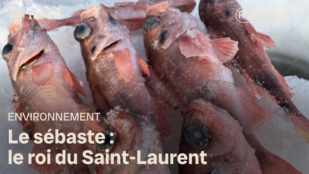 Le sébaste, le roi du Saint-Laurent qui gagne à se faire connaître