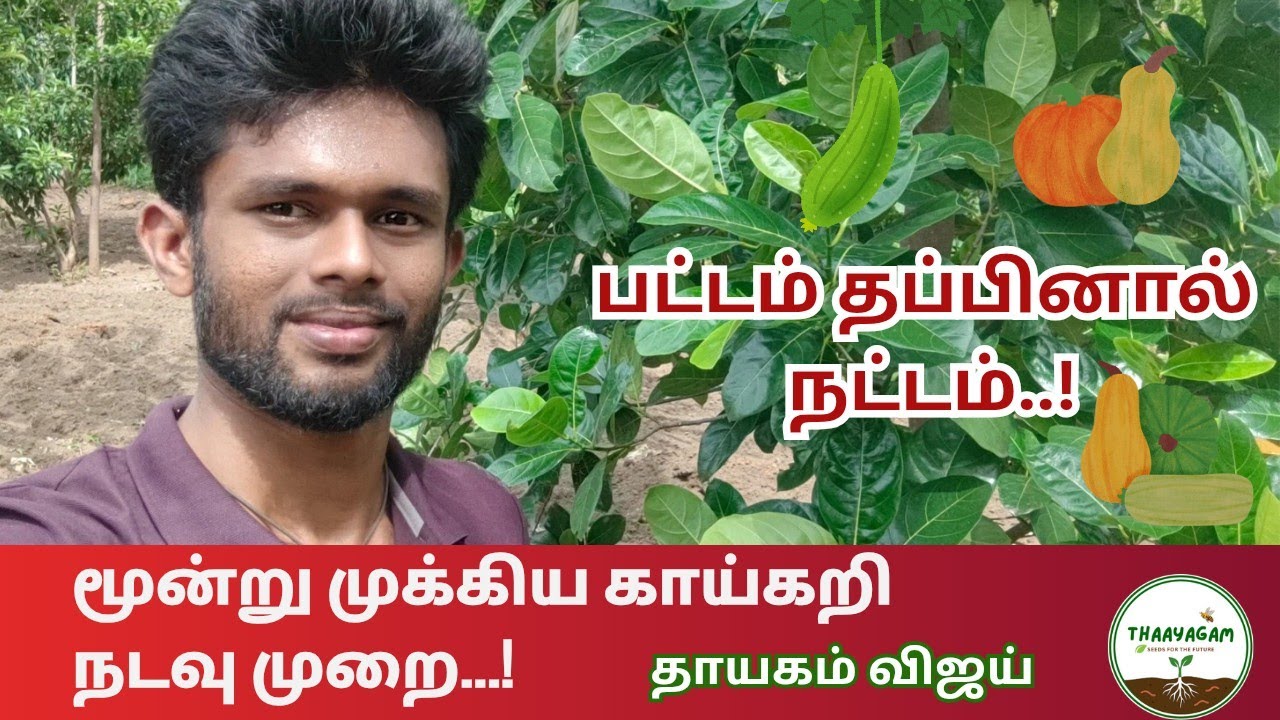 பரங்கிக்காய் | பூசணிக்காய் |சுரைக்காய் நடவு முறை | Pumpkin | Ash gourd | Bottle gourd | Thaayagam |