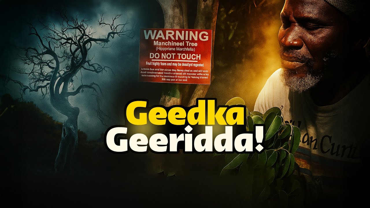 Geedkan haddii aad taabatid waad dhimanaysaa! Geedka ugu halista badan Aduunka! Tufaaxa geeridda!