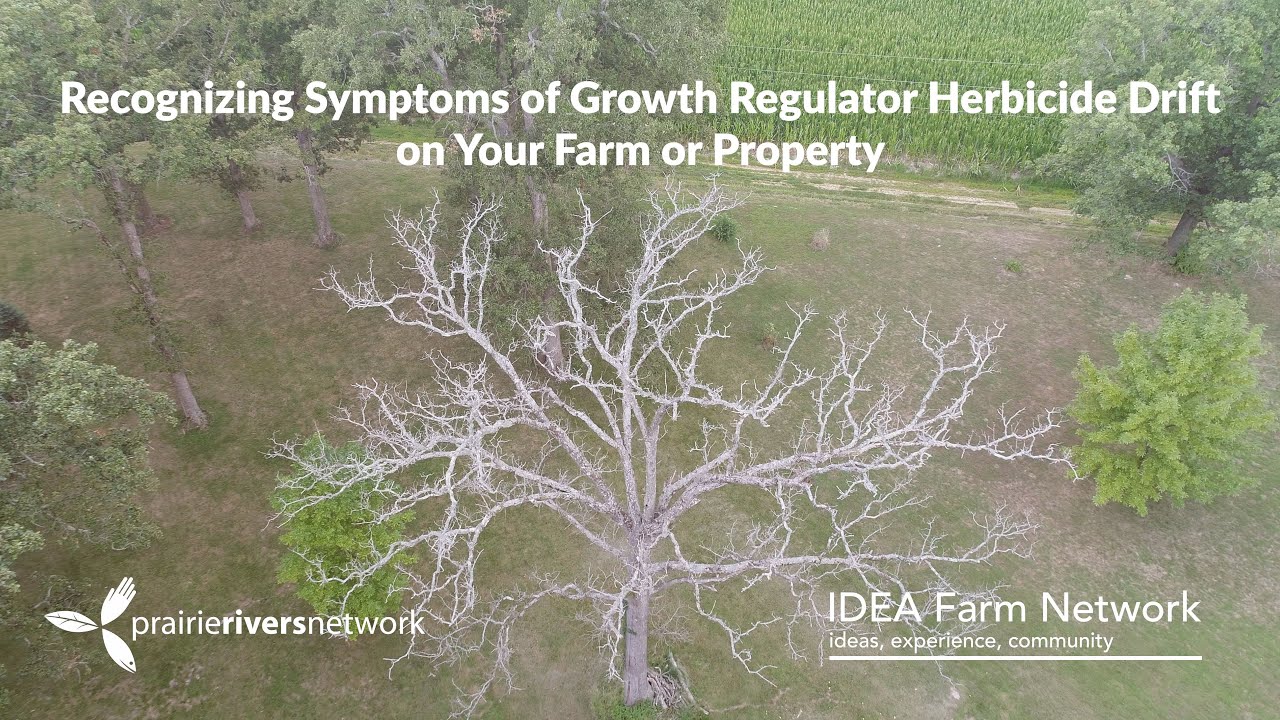 Recognizing Symptoms of Growth Regulator Herbicide Drift on Your Farm or Property