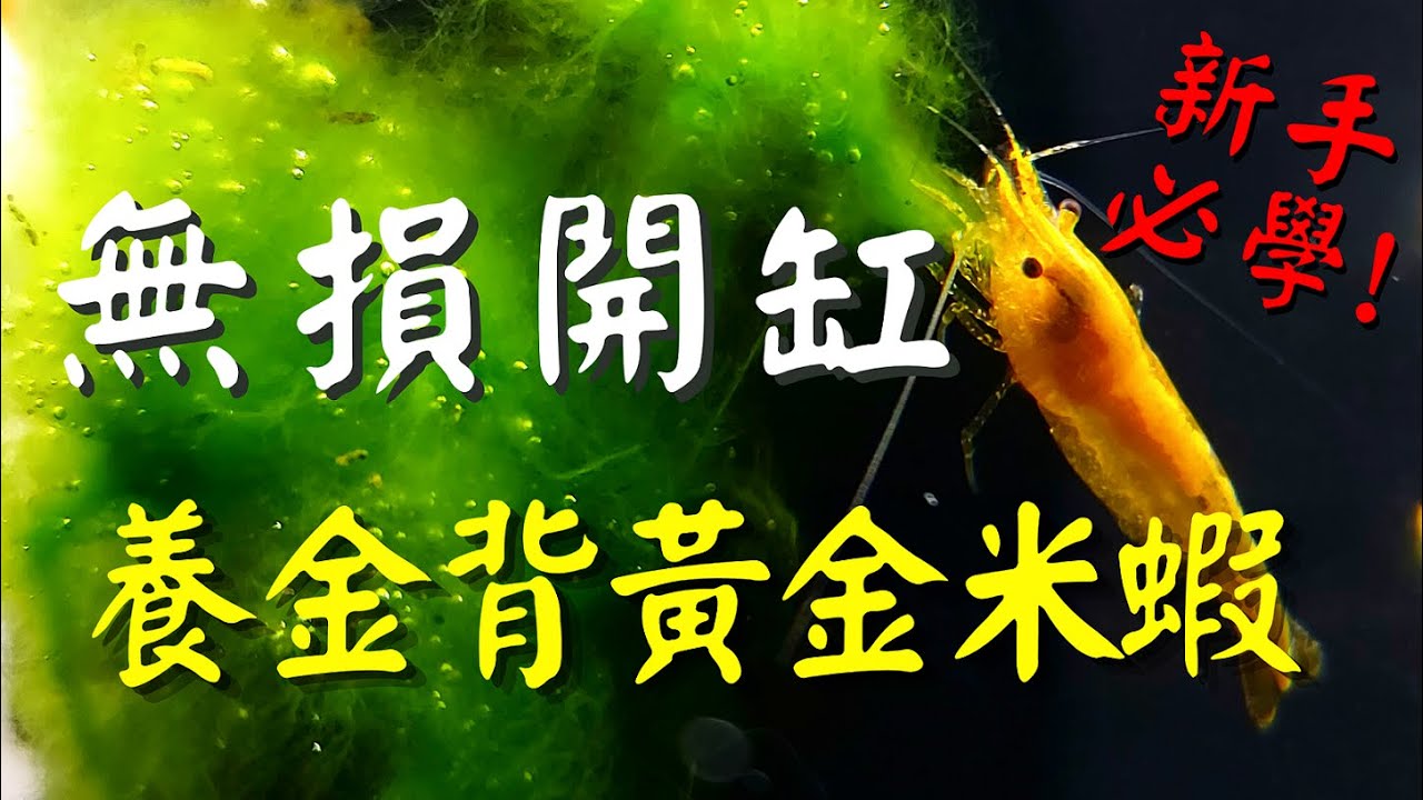 【岳來悅蝦】新手零失誤養蝦!｜棉花糖藻養蝦真的太好養啦~｜養蝦越生越多｜金背黃金米蝦開缸｜蝦缸 #yueaquarium #米蝦 #養蝦