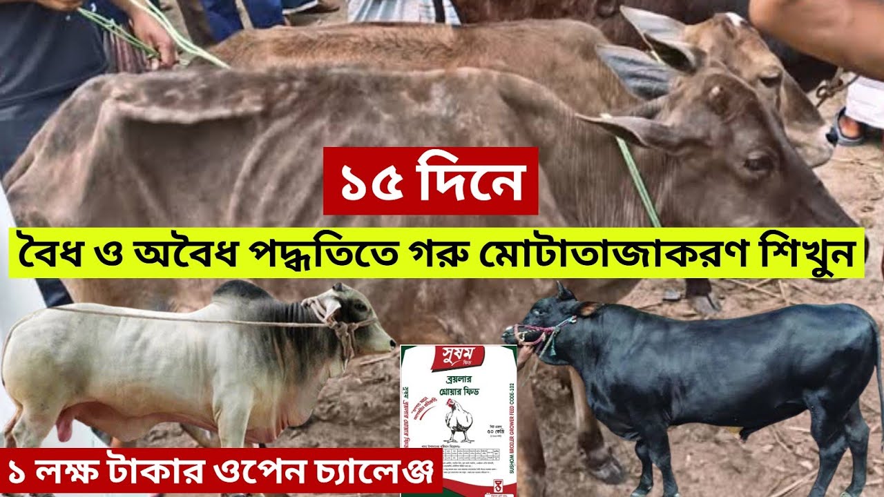 রমজান উপলক্ষে ১৫ দিনে গরু মোটাতাজাকরণের বৈধ ও  অবৈধ পথ জানুন। ১ লক্ষ টাকার ওপেন চ্যালেঞ্জ.