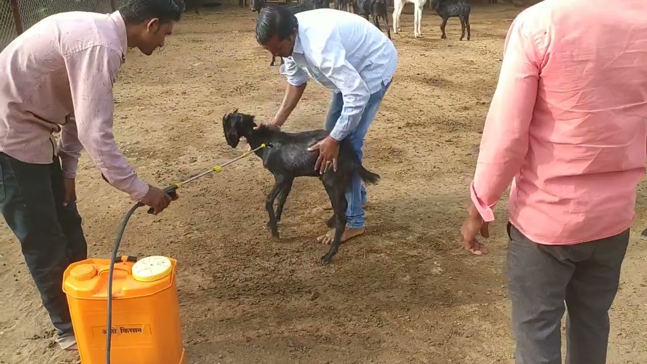 Goat skin disease management